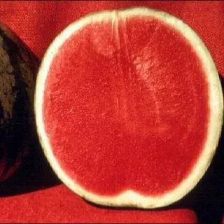 thumbnail for publication: Watermelon, Seedless—Citrullus lanatus (Thunb.) Mansf.